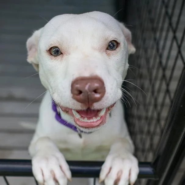A young medium-sized female White / Cream Pit Bull Terrier dog named Hannover for adoption in Bradenton, FL