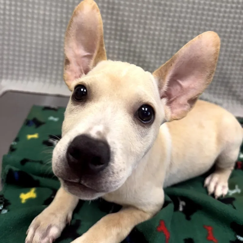 A young small-sized female Hound dog named Mary Poppins for adoption in Bryan, TX