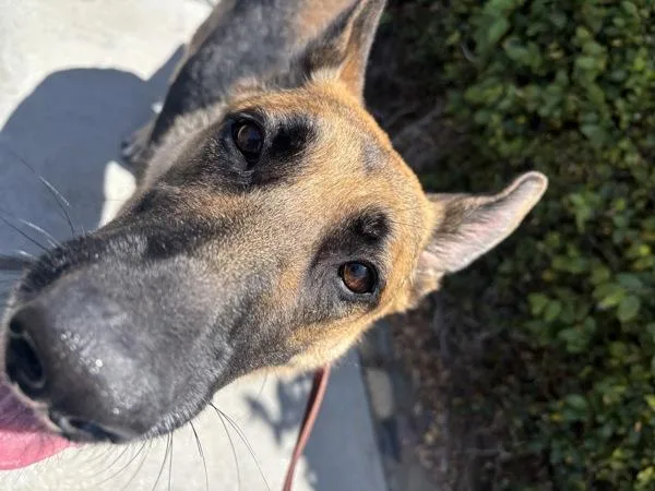 An adult large-sized female German Shepherd Dog dog named Beverly for adoption in San Diego, CA