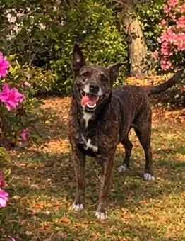 An adult medium-sized female Shepherd dog named Bailey for adoption in eufaula, AL