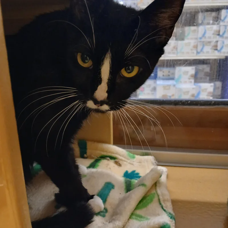 An adult medium-sized female Black & White / Tuxedo Domestic Short Hair cat named Missou for adoption in Worcester, MA