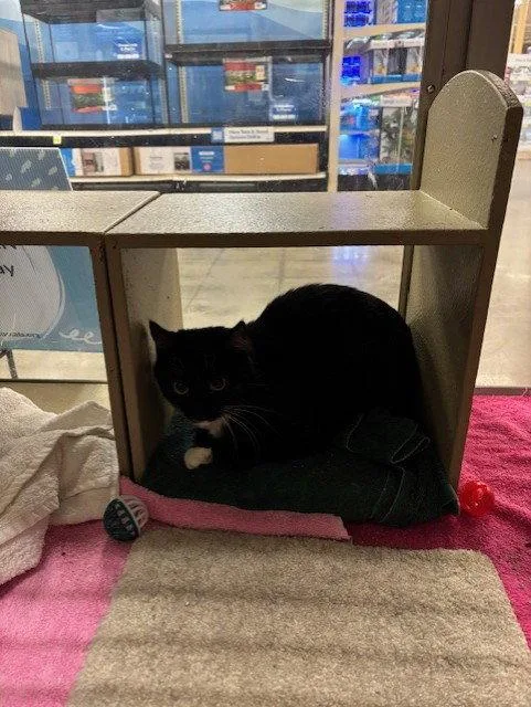 A young small-sized male Black & White / Tuxedo Domestic Short Hair cat named Elwood for adoption in Fayetteville, GA