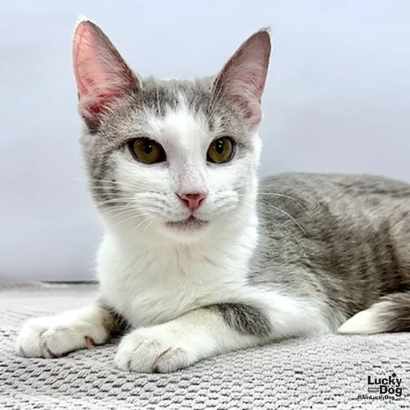 A baby medium-sized male Gray & White Domestic Short Hair cat named Hocus Pocus for adoption in Washington, DC