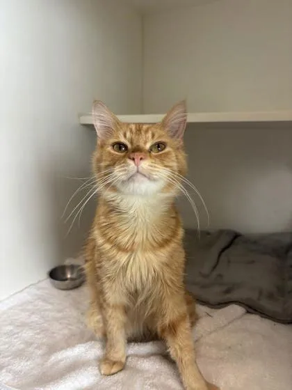 Tango