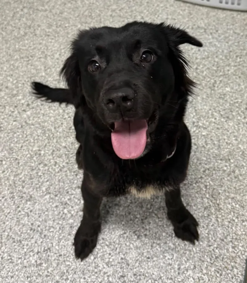A young medium-sized female Black Labrador Retriever dog named Stormy for adoption in Albion, NY