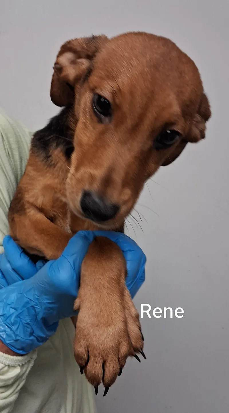 A baby medium-sized female Labrador Retriever dog named Rene for adoption in Maynardville, TN