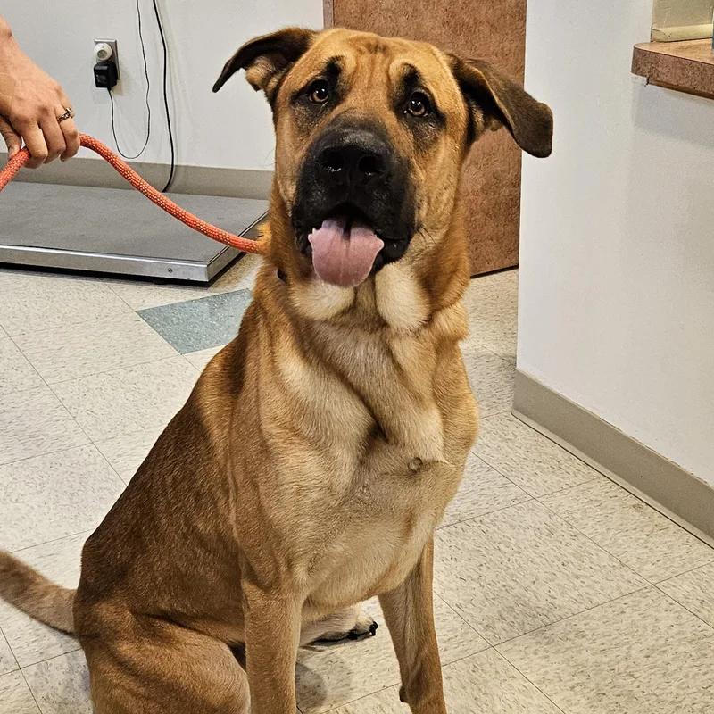 An adult extra large-sized male Yellow / Tan / Blond / Fawn Anatolian Shepherd dog named Kush for adoption in Bluffton, IN
