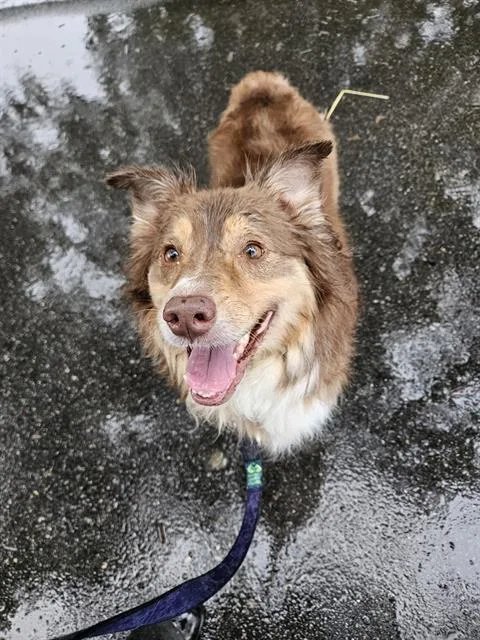 An adult medium-sized female Australian Shepherd dog named Juniper for adoption in Methuen, MA