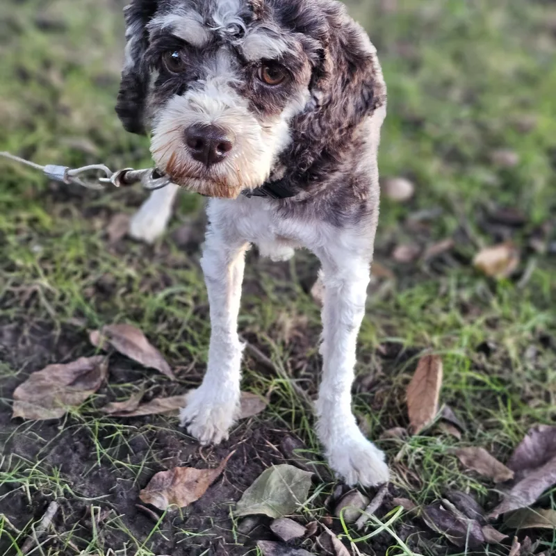 An adult small-sized female Tricolor (Brown, Black, & White) Cavapoo dog named Mocha so il for adoption in O Fallon, IL