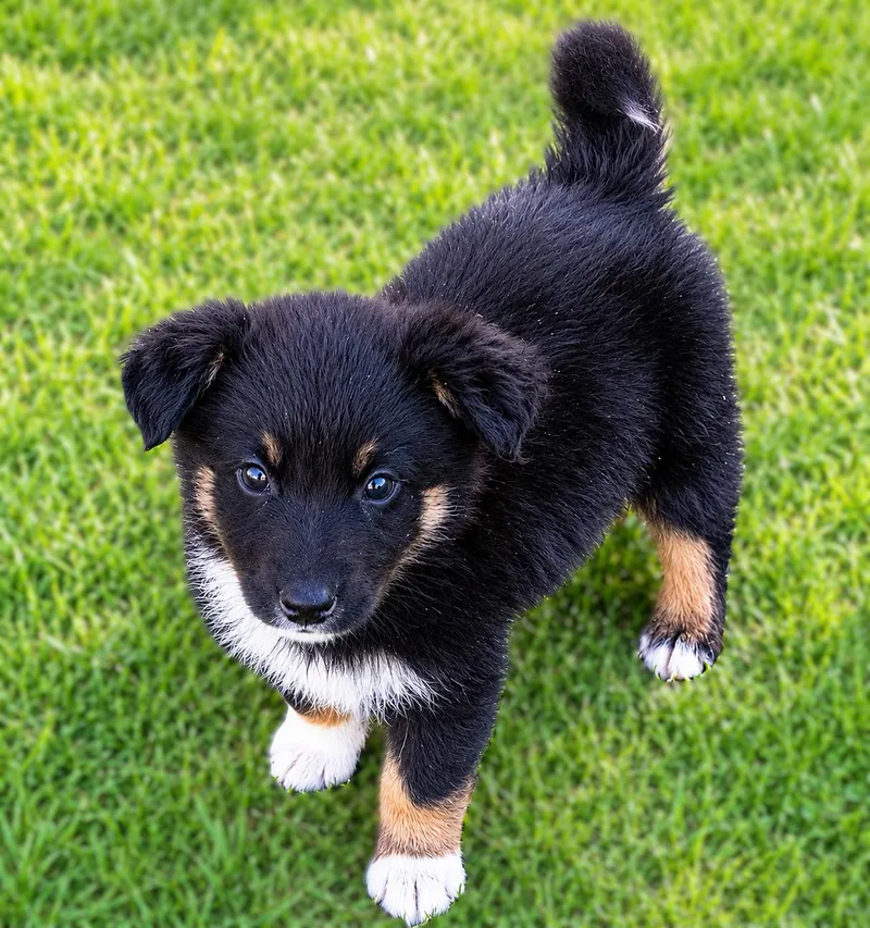 A baby small-sized male Australian Shepherd dog named Rodney for adoption in Bridgeton, MO