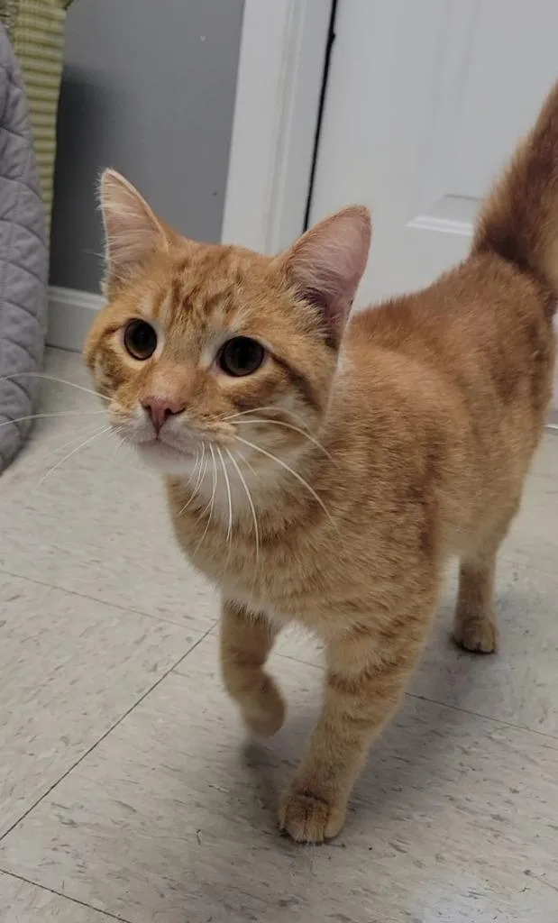 A young medium-sized male Domestic Short Hair cat named Alev for adoption in Sandusky, OH