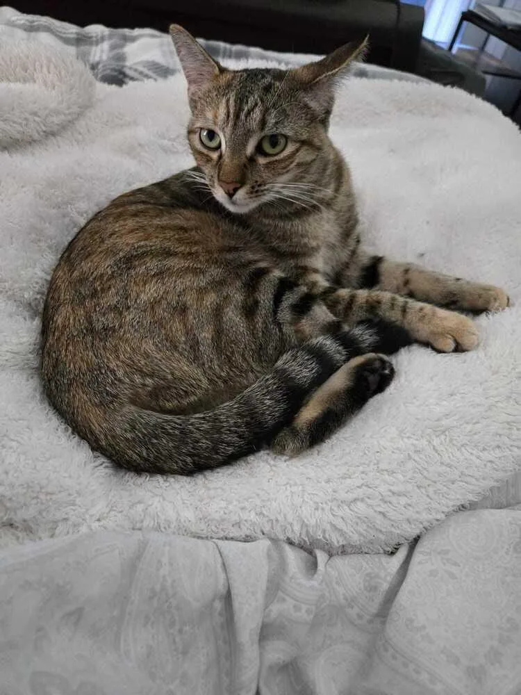 A baby medium-sized female Domestic Short Hair cat named Amanda for adoption in Dallas, TX