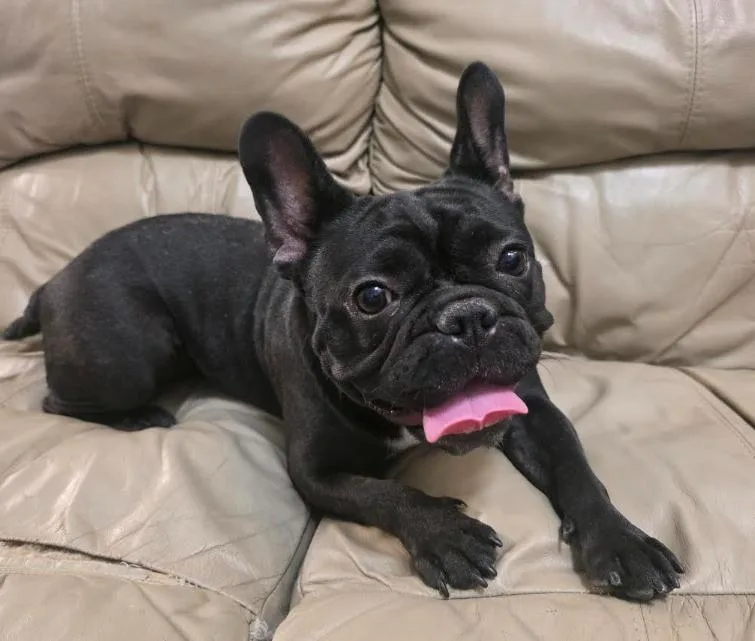A young small-sized female French Bulldog dog named Lola for adoption in Manvel, TX
