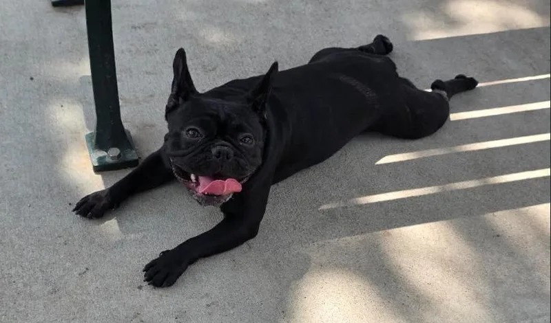 Lola thumbnail 3