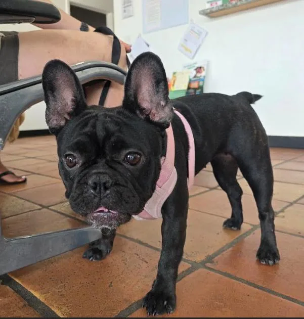Lola thumbnail 4