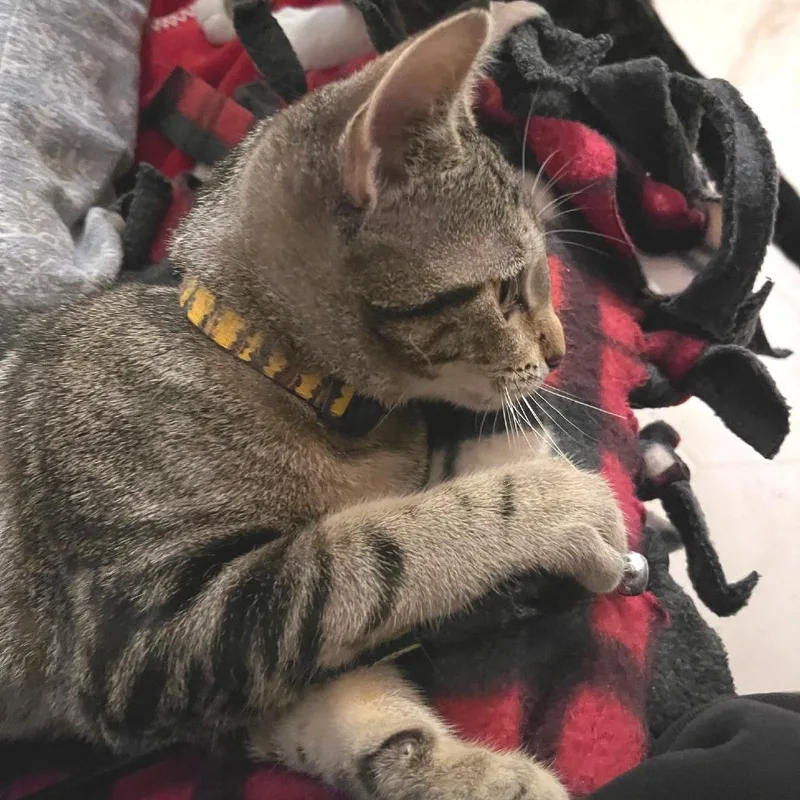A young medium-sized female Domestic Short Hair cat named Crosby for adoption in Springfield, OR