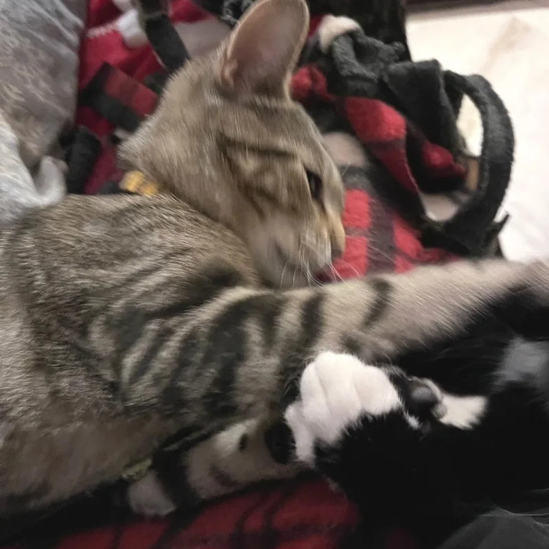 Crosby thumbnail 2