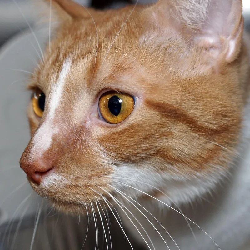An adult large-sized male Orange / Red Domestic Short Hair cat named Enzo for adoption in West Palm Beach, FL