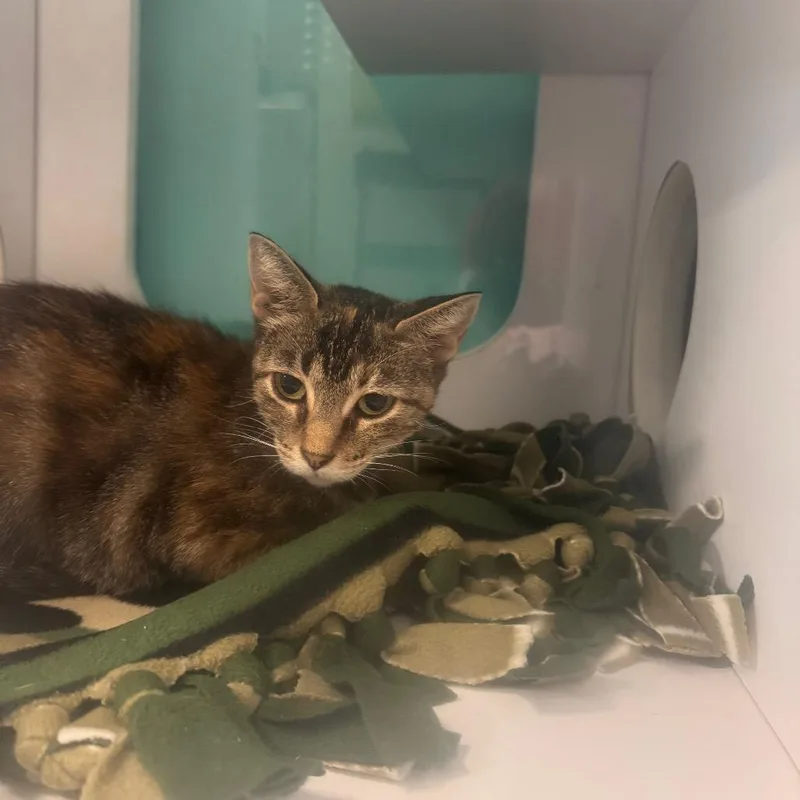 A young medium-sized female Brown / Chocolate Domestic Short Hair cat named Florence for adoption in Lake Jackson, TX
