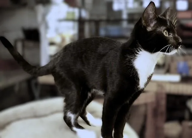 Mcintosh thumbnail 2