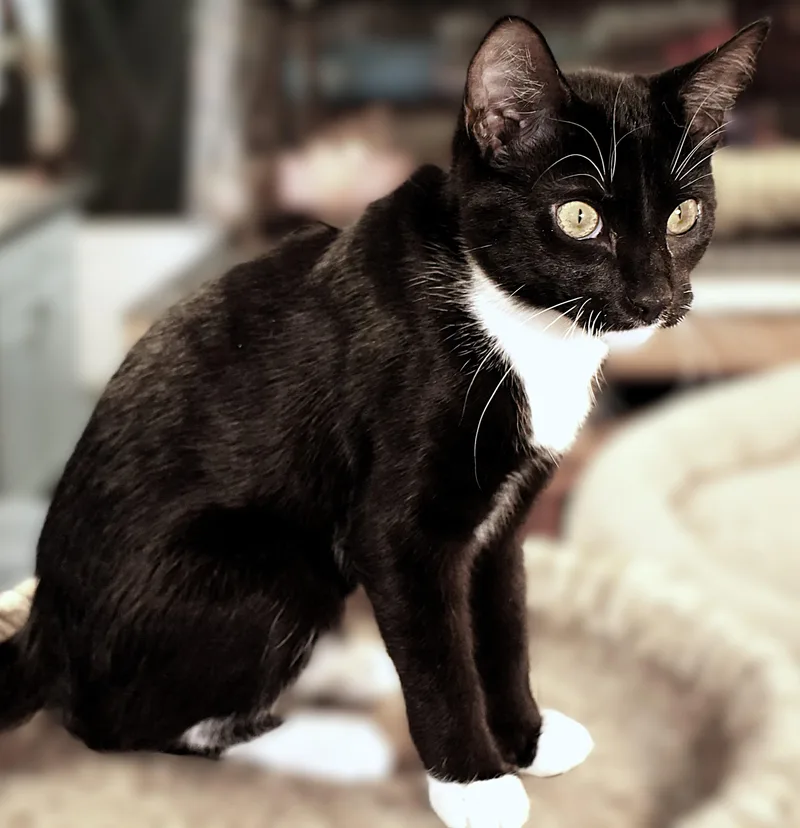 Mcintosh thumbnail 3