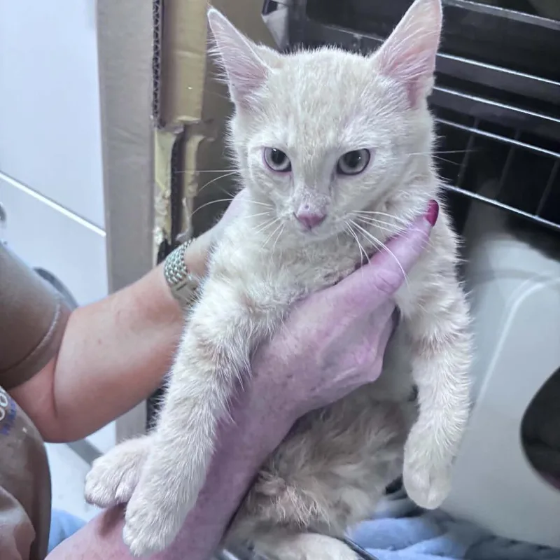 A baby small-sized male Buff / Tan / Fawn Domestic Medium Hair cat named Mack for adoption in Columbus, NC
