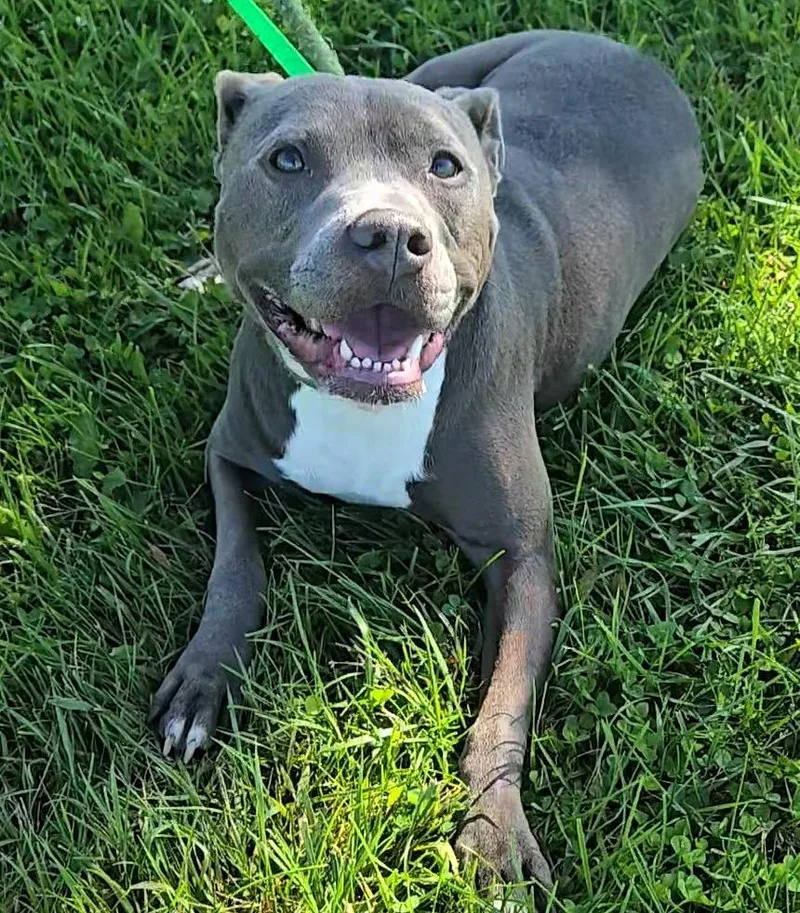 An adult medium-sized female Gray / Blue / Silver Pit Bull Terrier dog named Serena for adoption in Valparaiso, IN