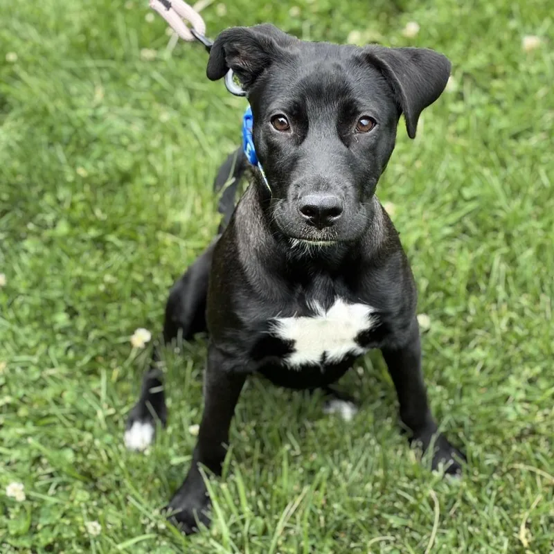 Miss Dahlia