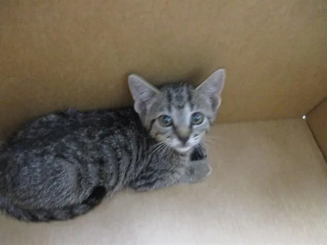 A baby small-sized female Domestic Short Hair cat named Hange for adoption in Ocala, FL
