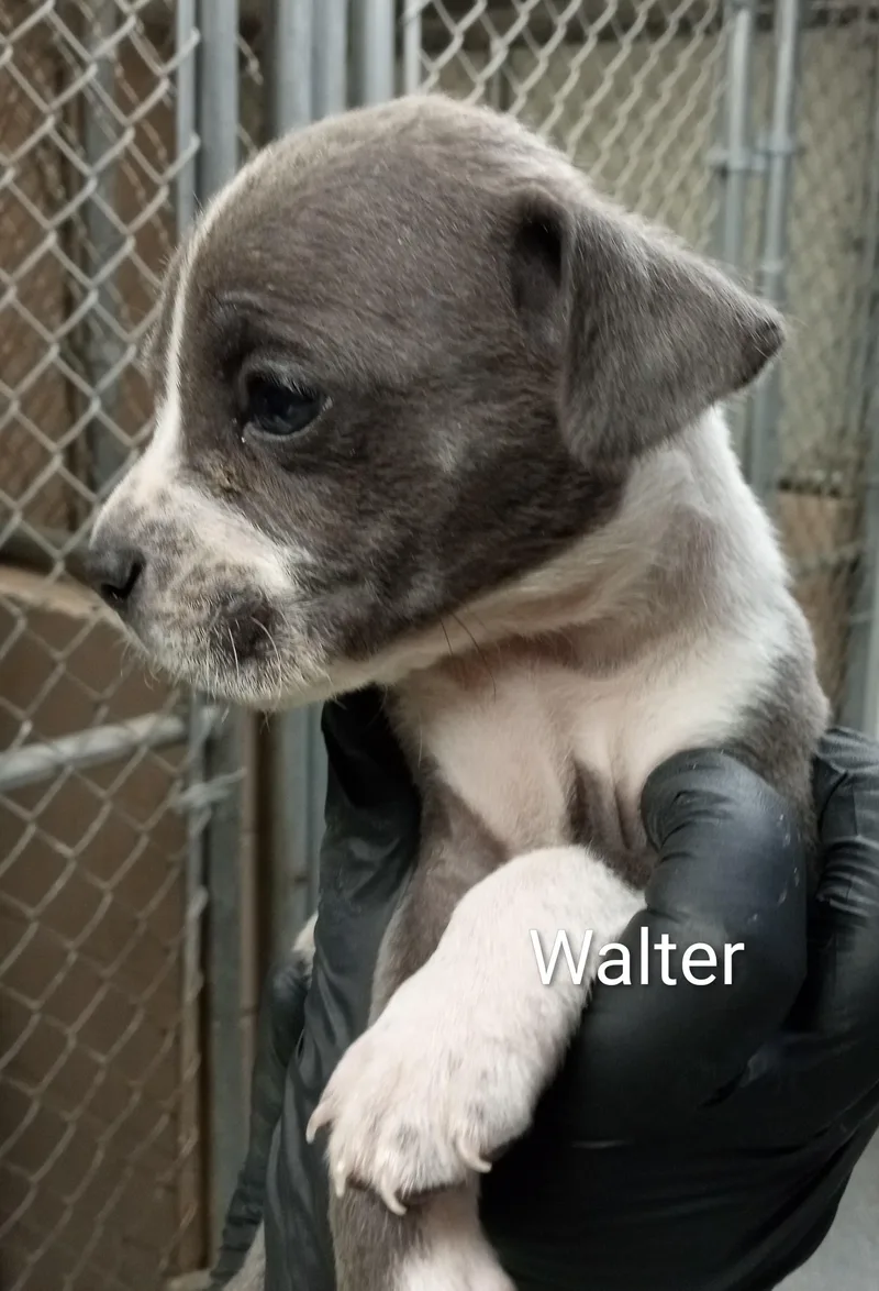 A baby medium-sized male Gray / Blue / Silver Boxer dog named Walter for adoption in Maynardville, TN