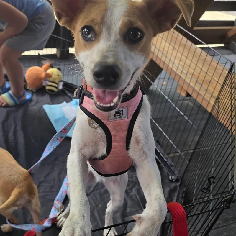 A baby small-sized female Tricolor (Brown, Black, & White) Chihuahua dog named Hazel Honey for adoption in Dallas, TX