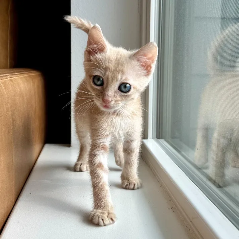 A baby small-sized male Orange / Red Domestic Short Hair cat named Nopressure for adoption in Austin, TX