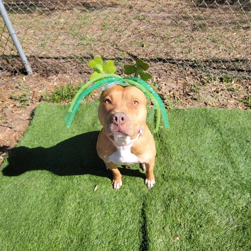 Lola