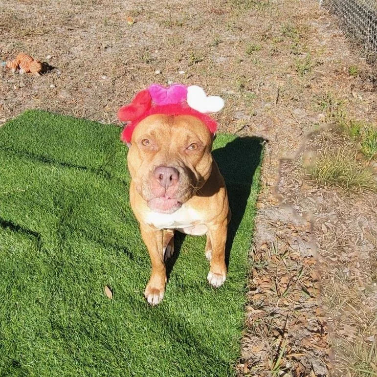 Lola thumbnail 4