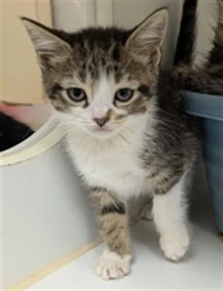 A baby small-sized female Domestic Medium Hair cat named Precious for adoption in Texas City, TX