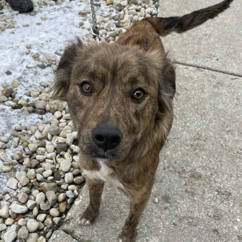 An adult medium-sized female Brindle Mixed Breed dog named Maggie for adoption in Deerfield, IL