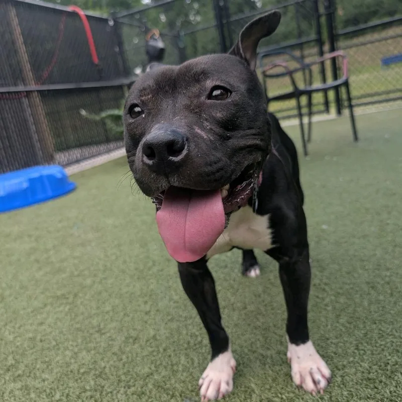 An adult medium-sized female Black Pit Bull Terrier dog named Dish for adoption in Greensboro, NC