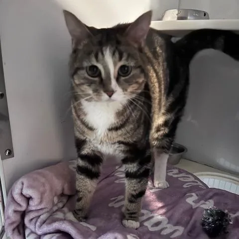 An adult medium-sized male Brown / Chocolate Domestic Short Hair cat named Delmar for adoption in St. Louis, MO
