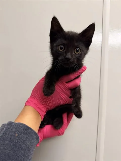 A baby small-sized female Domestic Short Hair cat named Yelena for adoption in Ontario, CA