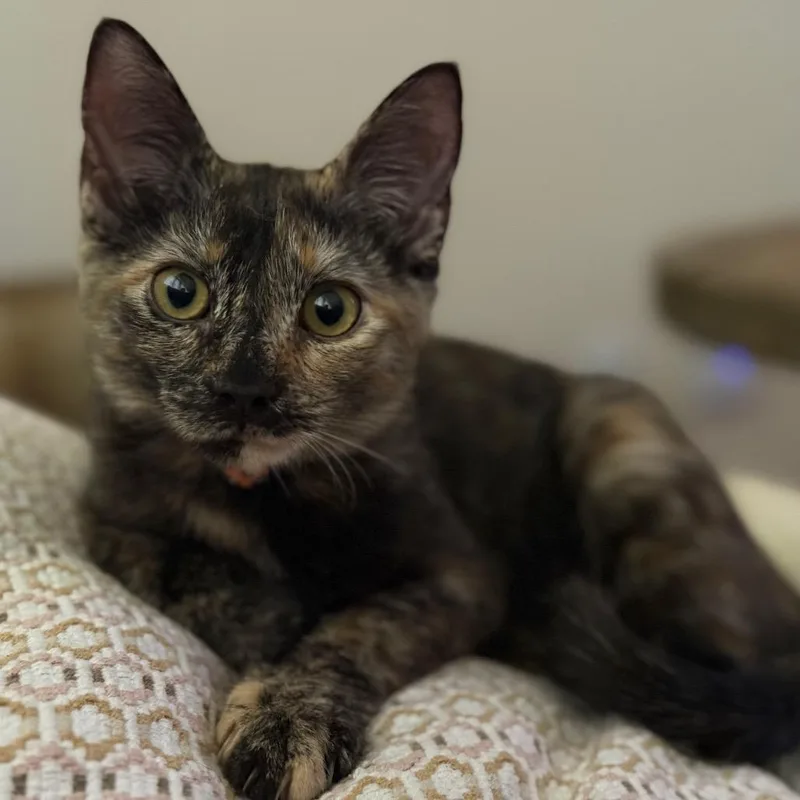 Linda Piper Rooter thumbnail 2