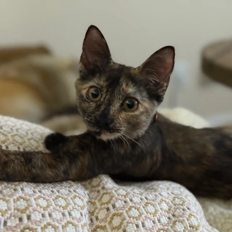 Linda Piper Rooter thumbnail 3