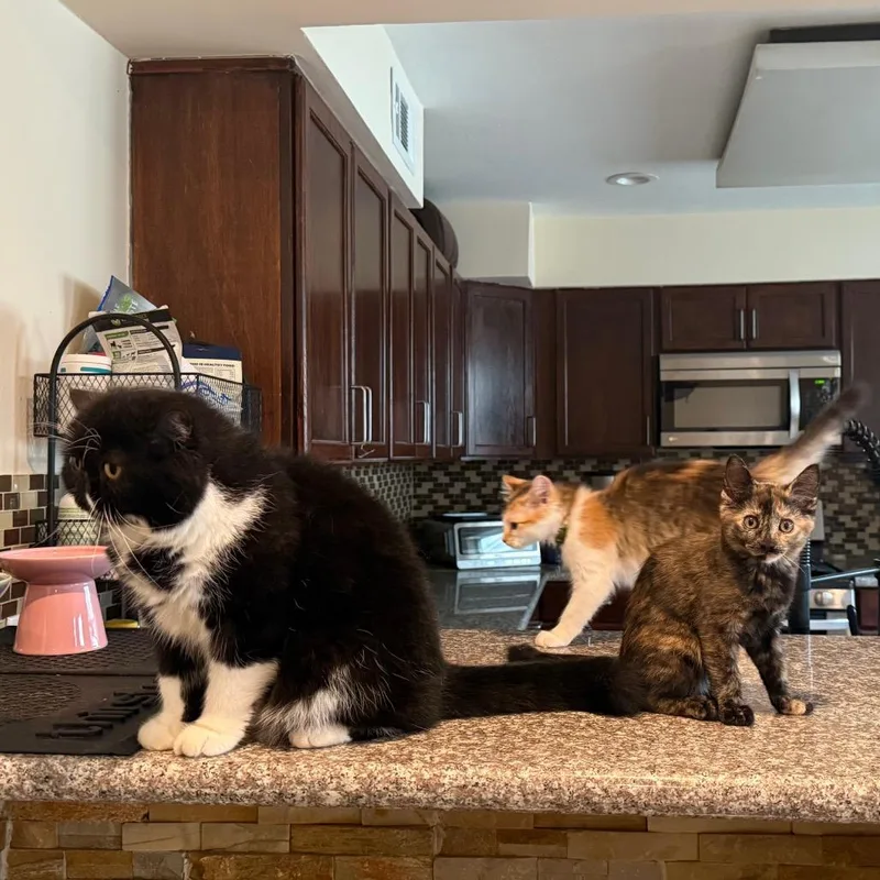 Linda Piper Rooter thumbnail 5