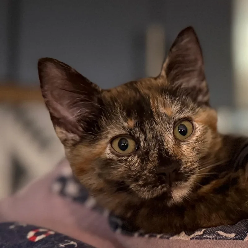 Linda Piper Rooter thumbnail 6