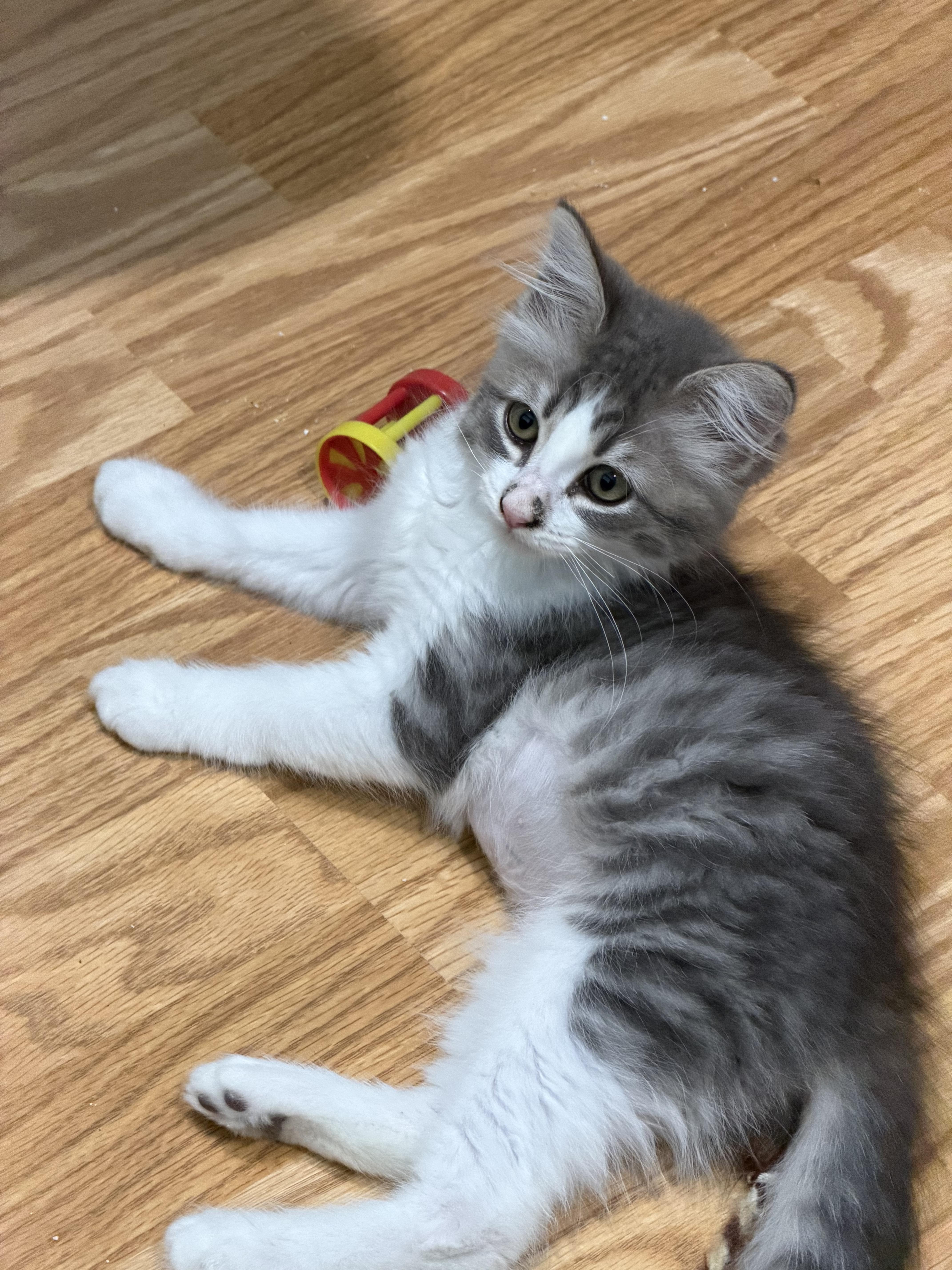 A baby medium-sized female Russian Blue cat named Lady Lucy for adoption in Tustin, CA