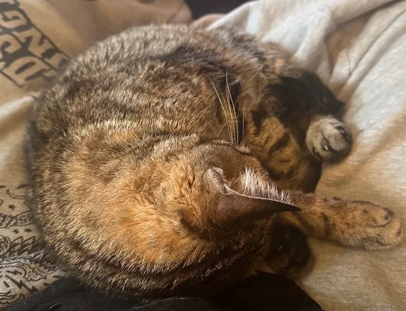 An adult medium-sized female Tabby (Brown / Chocolate) Domestic Short Hair cat named Emmy Lou for adoption in Washington Grove, MD