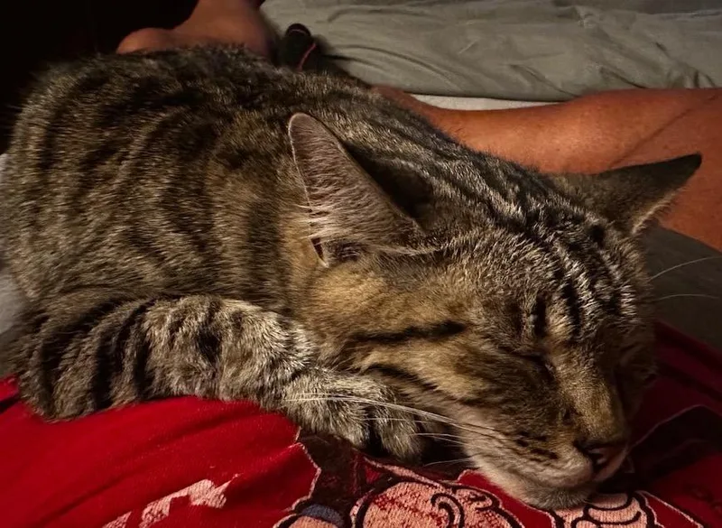 Emmy Lou thumbnail 2
