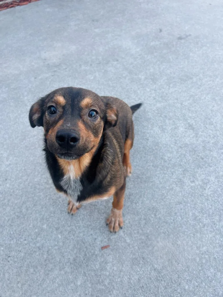 A young medium-sized female Mixed Breed dog named Sailor for adoption in Rome, GA