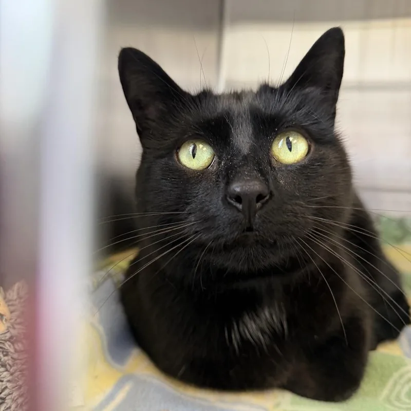 An adult large-sized female Black Domestic Short Hair cat named Luna for adoption in Hamburg, NY