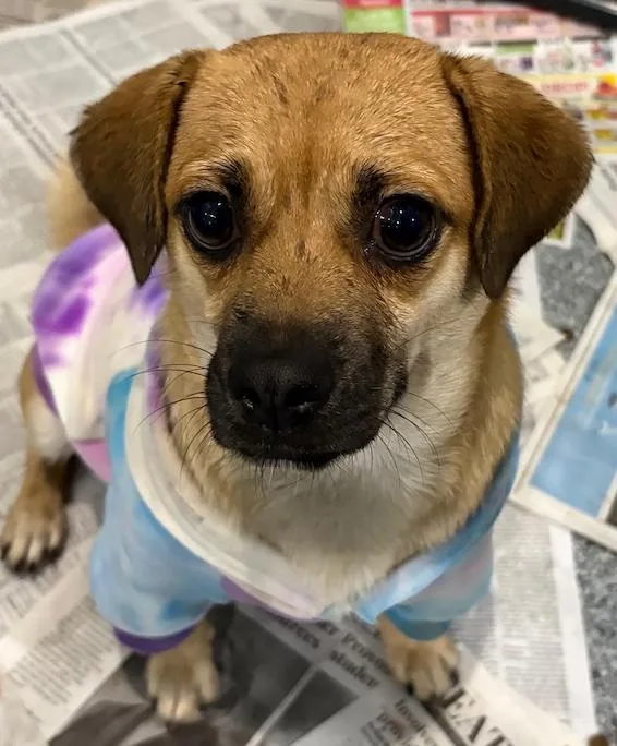 A young small-sized female Brown / Chocolate Pug dog named Lola for adoption in Hamden, CT