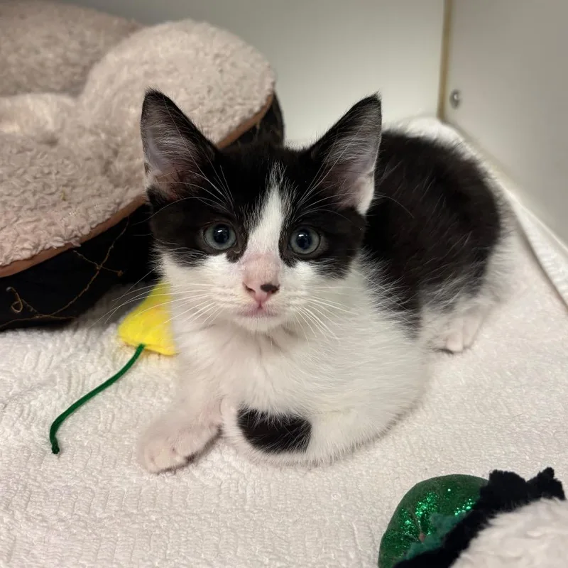A baby small-sized male White Domestic Short Hair cat named Nashville for adoption in Long Beach, CA